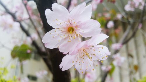 Close-up of white flowers on branch