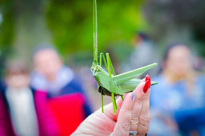 Cropped hand of woman holding leaf grasshopper outdoors