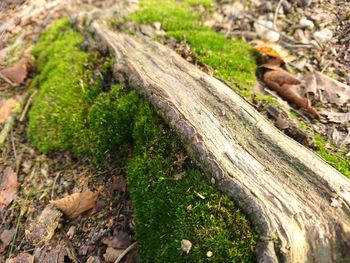 High angle view of lizard on tree trunk