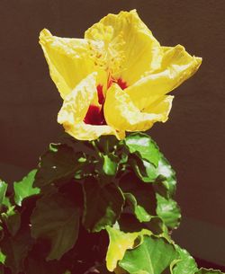 Close-up of yellow rose flower