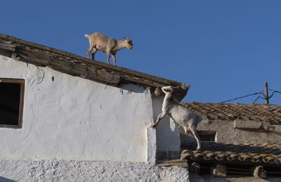 Low angle view of a goat on roof of building