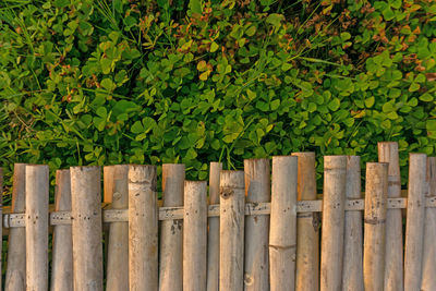 Brown color dired bamboo wooden deck on greenery leaves of dwarf waterclover