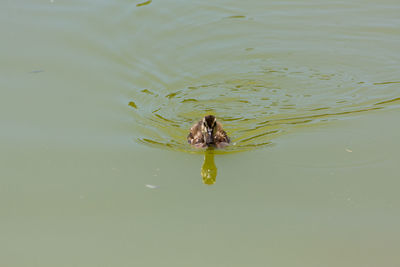 High angle view of insect swimming in lake