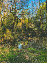Trees growing in forest