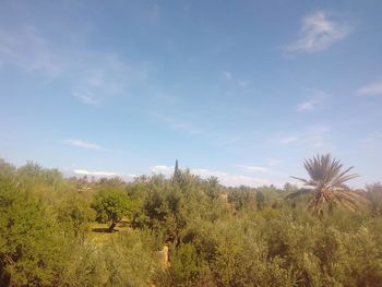 Plants growing on landscape against sky