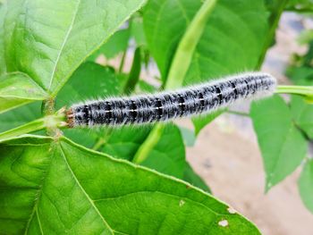 Close-up of insect on leaf