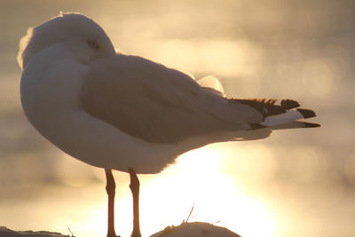 Close-up of seagull perching on a land