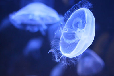 Blue meduse