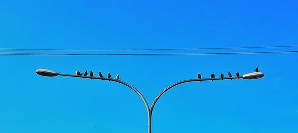 Low angle view of birds perching on cable against blue sky