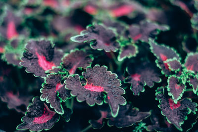 Close-up of red flowers on leaves