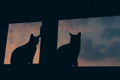Silhouette cat against sky