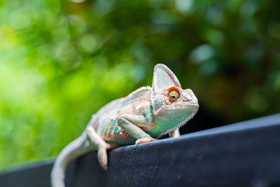 Close-up of lizard on leaf