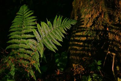 Close-up of fern at night