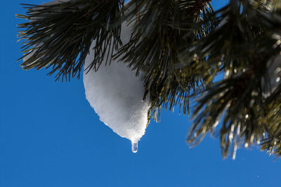 Low angle view of snow on branch against blue sky