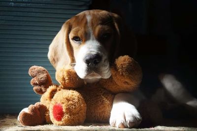 Close-up portrait of puppy