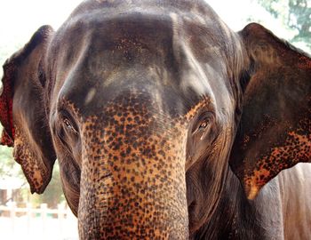 Close-up portrait of elephant