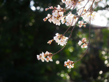 Close-up of cherry blossom growing on tree