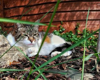 Cat relaxing in a field