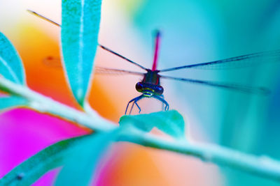 Close-up of butterfly on flower