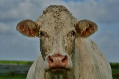 Close-up portrait of cow