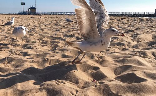 View of seagull on sand