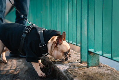 Man with french bulldog dog relaxing outdoors by fence