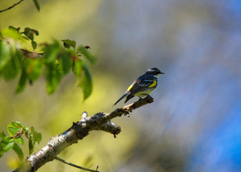 Close-up of bird perching on branch