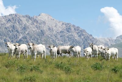 Cows grazing in a field