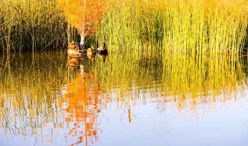 View of birds in lake