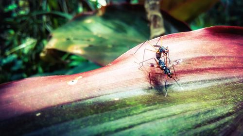 Close-up of dragonfly on pink leaf