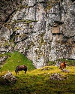 View of two dogs on rock