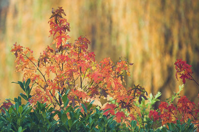 Close-up of red flowers growing on plant