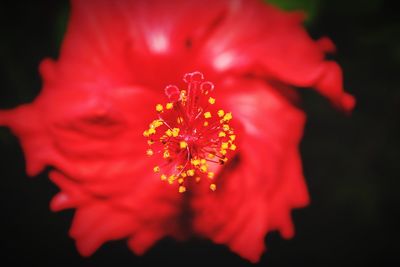 Close-up of red rose flower against black background