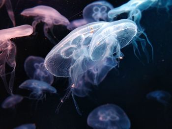 Close-up of jellyfish in sea