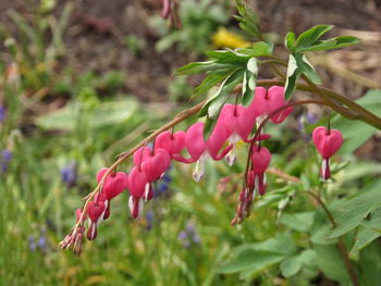 Close-up of pink flowering plants