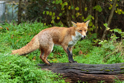 Fox standing on wood