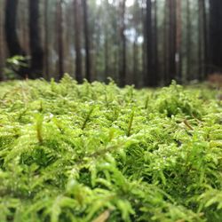 Close-up of fern in forest