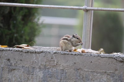 Close-up of squirrel eating