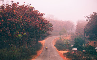 Road amidst trees in forest against sky