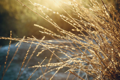 Close-up of crops on field