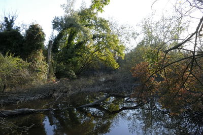 River amidst trees in forest against sky