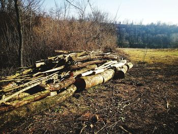 Stack of logs in forest