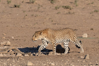 View of a cat on field