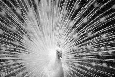 Full frame shot of peacock