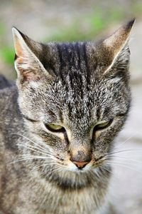 Close-up portrait of a cat