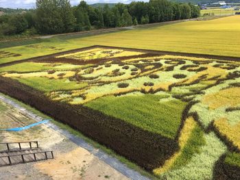 High angle view of agricultural field