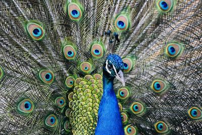 Close-up of peacock