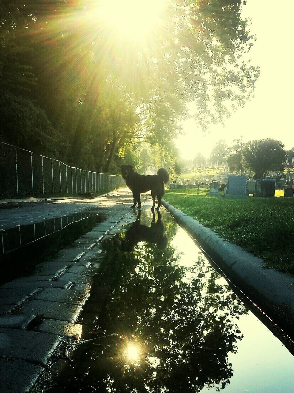 water, sun, sunlight, sunbeam, tree, lens flare, reflection, lifestyles, walking, leisure activity, men, sunny, built structure, shadow, nature, full length, standing, person