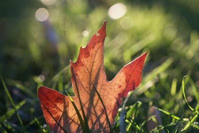 Close-up of dry maple leaves on field