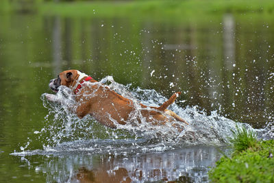 Man with dog in water